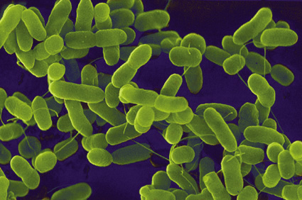 E. coli